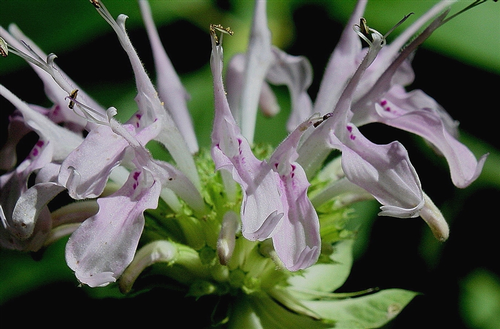 species photo