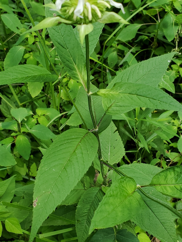 species photo