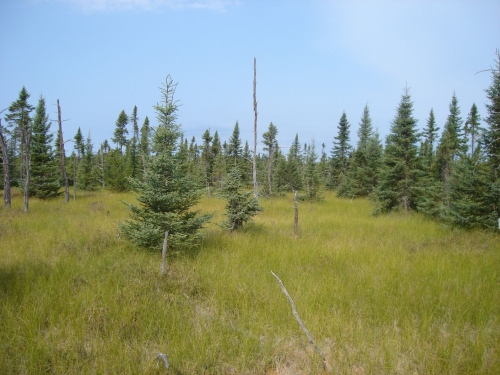 A photo of the Muskeg natural community type