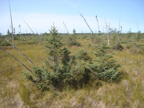 A photo of the Muskeg natural community type