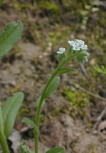 species photo