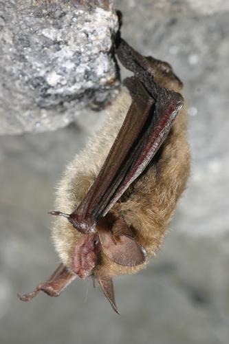 species photo
