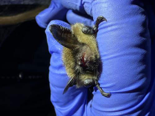species photo