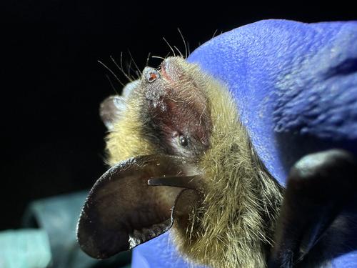 species photo