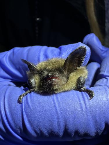 species photo