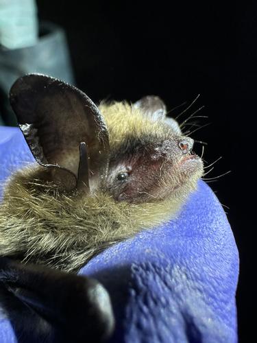 species photo