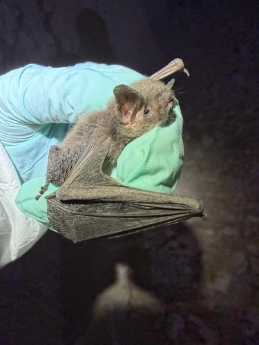 species photo