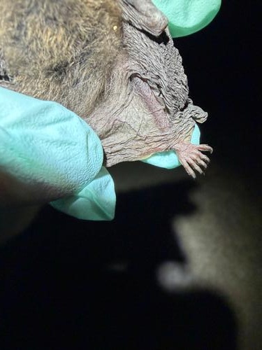 species photo
