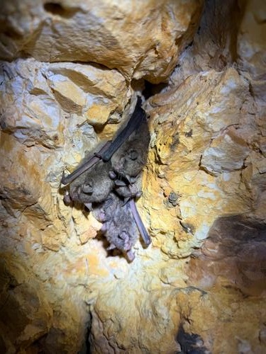 species photo