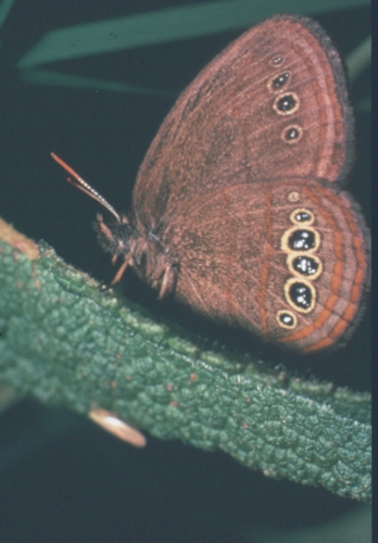 species photo