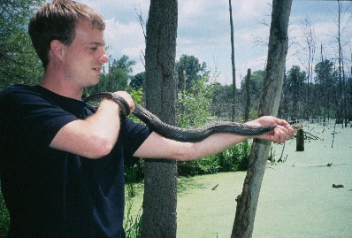 wetland snakes