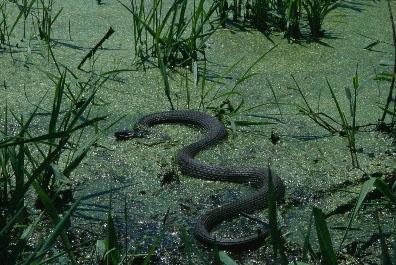 Nerodia erythrogaster neglecta (Copper-bellied water snake) - Michigan  Natural Features Inventory