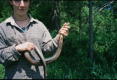 The Copperbelly Water Snake Is One KY Snake That's Off Limits