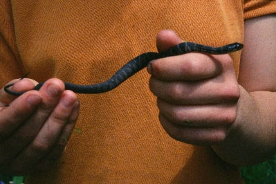 The Copperbelly Water Snake Is One KY Snake That's Off Limits