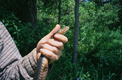 The Copperbelly Water Snake Is One KY Snake That's Off Limits