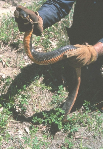 The Red-Bellied Snake  Finger Lakes Land Trust