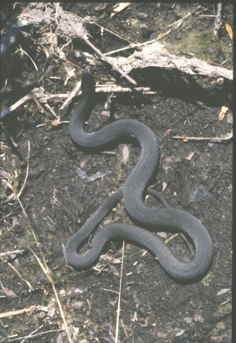 black swamp snake