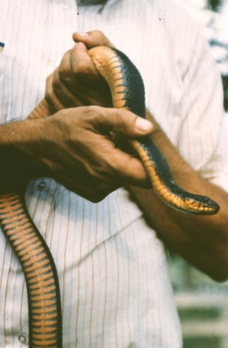 The Copperbelly Water Snake Is One KY Snake That's Off Limits