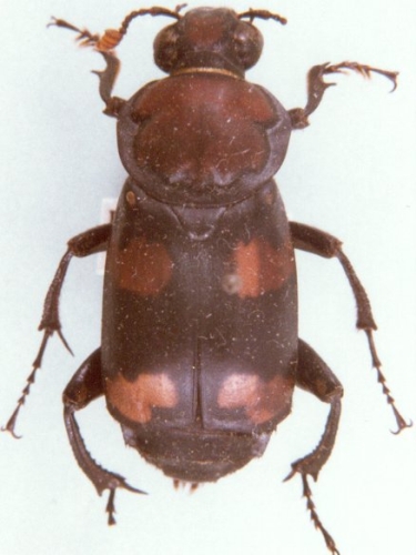 species photo