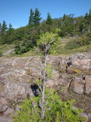 A photo of the Northern Bald  natural community type