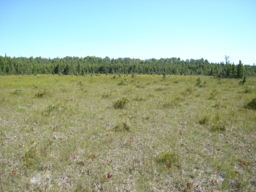 A photo of the Northern Fen natural community type
