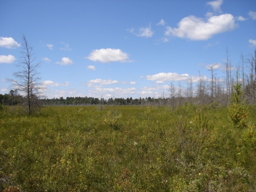 A photo of the Northern Fen natural community type