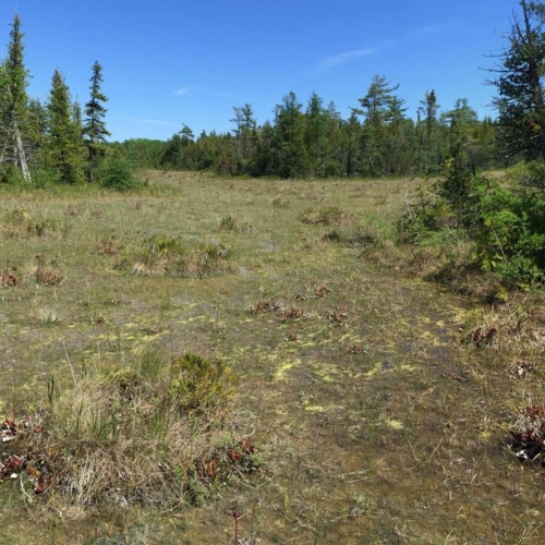 Northern Fen - Michigan Natural Features Inventory