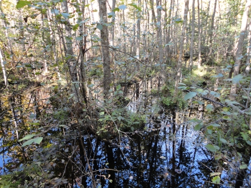 A photo of the Northern Hardwood Swamp natural community type