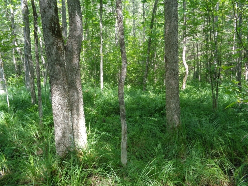 A photo of the Northern Hardwood Swamp natural community type