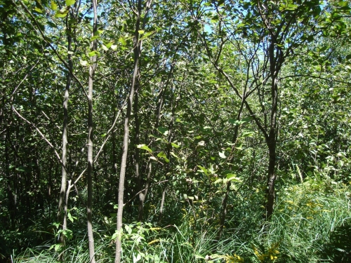A photo of the Northern Shrub Thicket natural community type