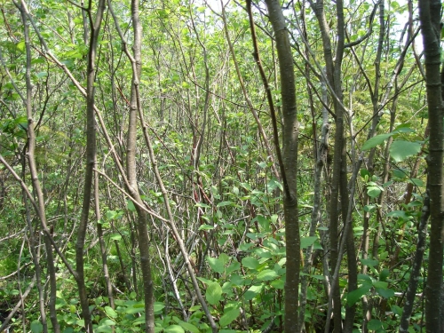 A photo of the Northern Shrub Thicket natural community type