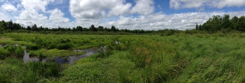 A photo of the Northern Wet Meadow natural community type