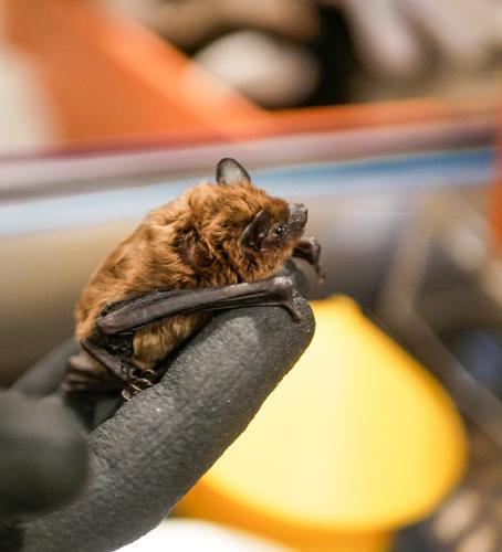 species photo