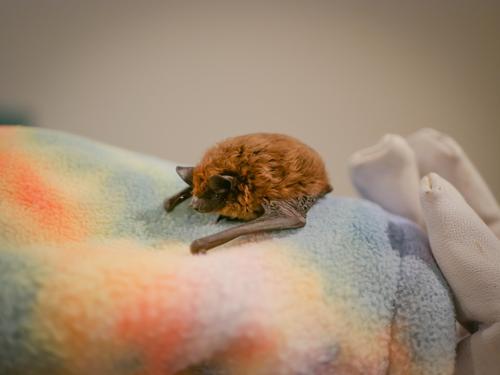 species photo