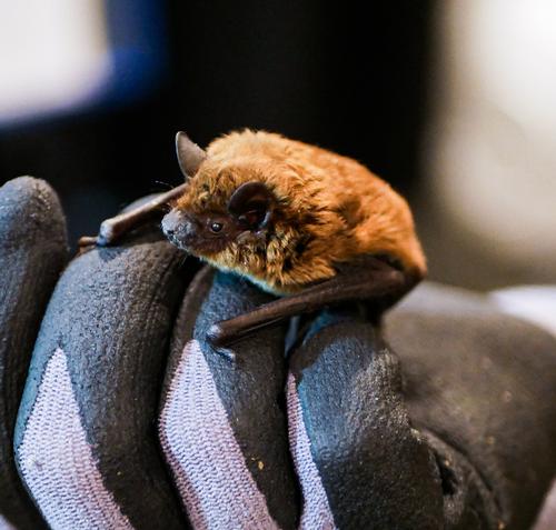 species photo