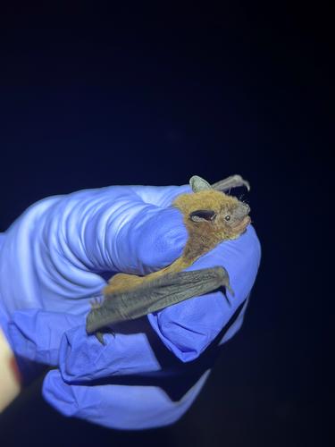species photo