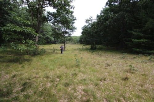 A photo of the Oak Barrens natural community type