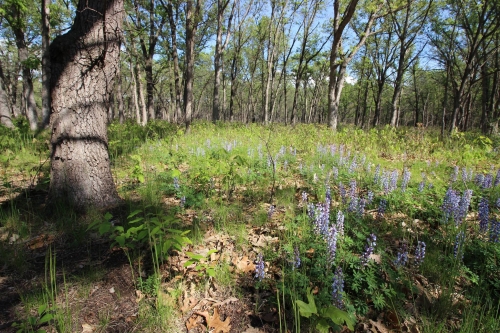 A photo of the Oak Barrens natural community type