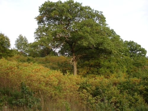 A photo of the Oak Openings natural community type