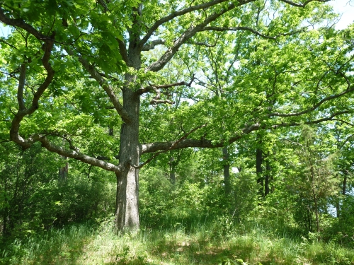 A photo of the Oak Openings natural community type