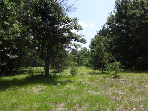 A photo of the Oak-Pine Barrens natural community type