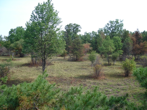 A photo of the Oak-Pine Barrens natural community type