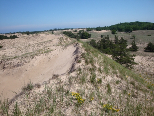 A photo of the Open Dunes natural community type