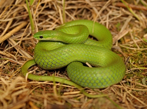 Opheodrys vernalis (Smooth green snake) - Michigan Natural