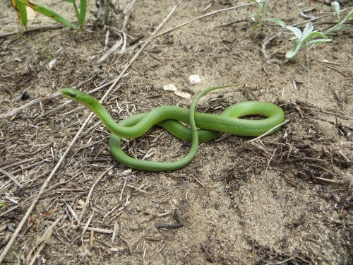 Opheodrys vernalis (Smooth green snake) - Michigan Natural Features  Inventory