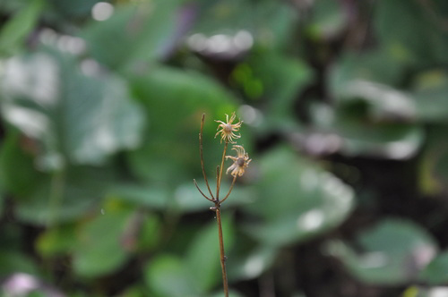 species photo