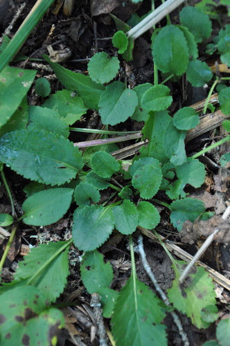 species photo