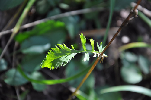 species photo