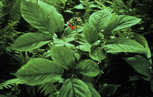 north american ginseng plant