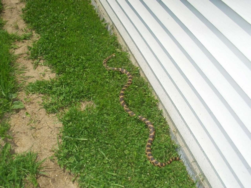 Download Pantherophis Gloydi Eastern Fox Snake Michigan Natural Features Inventory